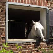Pferd im Reitstall Haus Rott